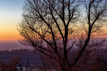Fototapeta na wymiar sagoma di albero al tramonto in italia