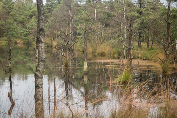 Beautiful moor landscape in the lueneburger heide