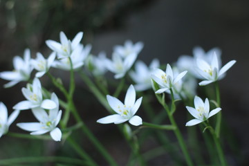 Fototapeta premium Śniedek baldaszkowaty