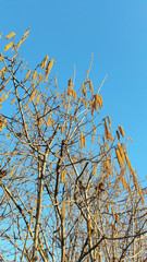 Primi segni della Primavera - in arrivo