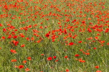 Fototapeta premium Wunderful poppy field in late may