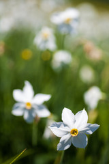 field of daffodils in the summer
