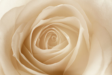 Fototapeta na wymiar macro de una rosa efecto vintage
