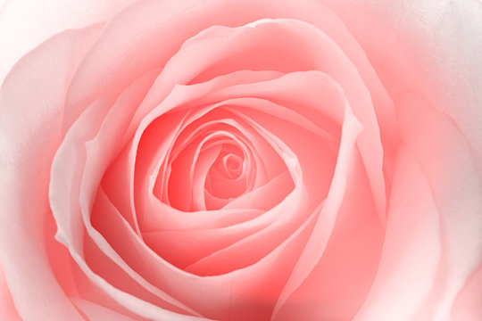 macro of a rose flower