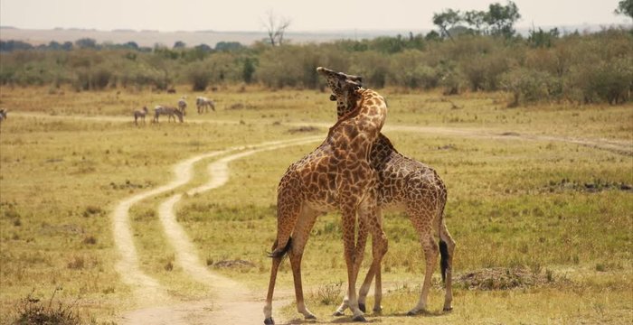 Giraffes fighting