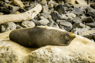 Fototapeta premium Sleeping seal at Tunnel beach, Dunedin, New Zealand