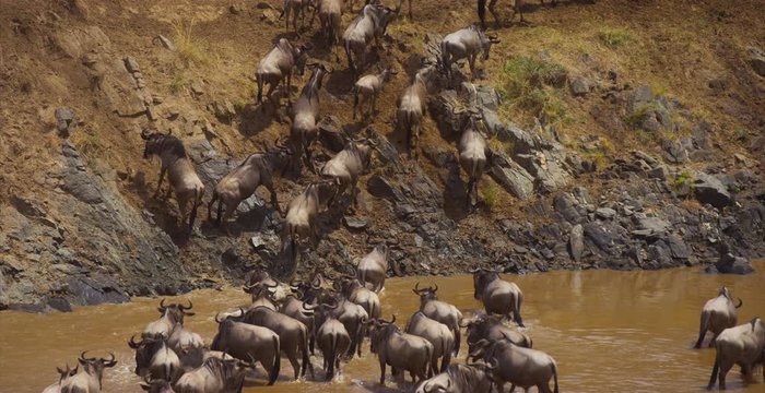 Gnus herd climbing on the shore of a river