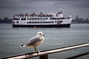 Fototapeta na wymiar Seagull at Liberty island, New York