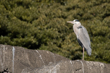 岩場に立つアオサギ