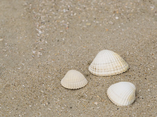 Fototapeta na wymiar Three shellfish on the beach