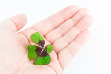 Four-leaf clover lying in palm of hand