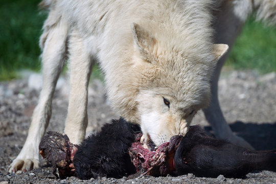 Arctic wolf (Canis lupus arctos)