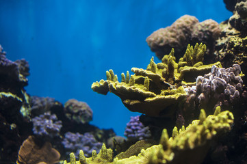 underwater coral