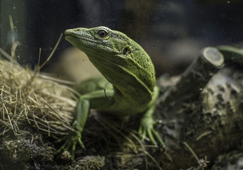 green lizard