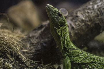 green lizard