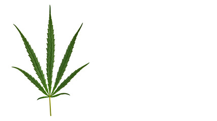 Cannabis leaf, marijuana Isolated on white background. copy space, template.