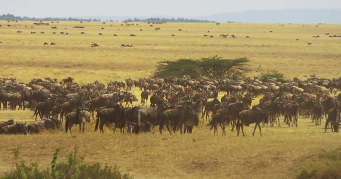 Herd of gnus in the savanna