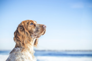 spaniel