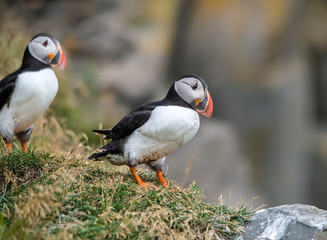The Atlantic puffin, also known as the common puffin