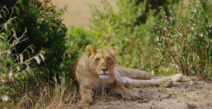 Female lion sitting near bushes
