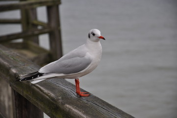 Ostsee, Möve, Nahaufnahme, Vogel, Winter, Meer