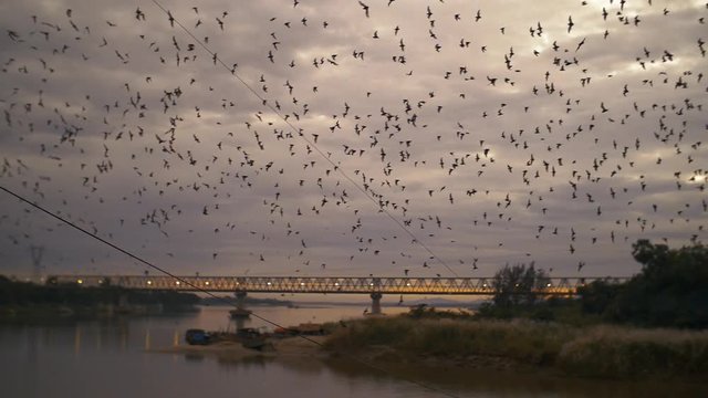 Bats leaving their cave in Hpa-An, Myanamr