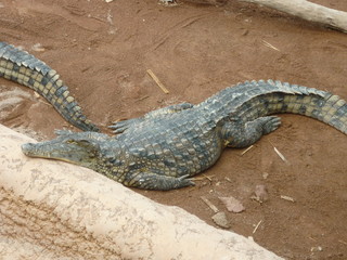 crocodile