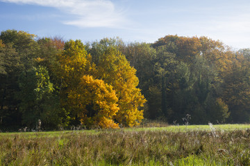 Fototapeta premium Herbstlandschaft im Rombergpark, Dortmund, Nordrhein-Westfalen, Deutschland, Europa