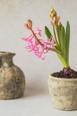 Blooming pink hyacinth in an old ceramic flower pot on a light background. 