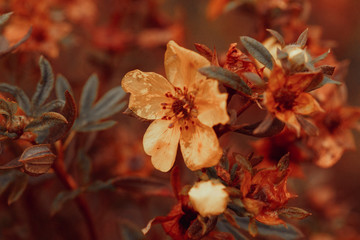 красивый цветок на коричневом фоне