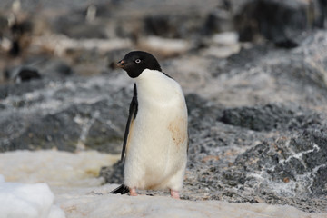 Naklejka premium Adelie penguin on snow