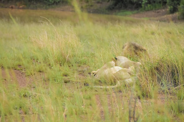 Obraz na płótnie Canvas lions resting after kill