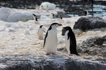 Adelie penguins on beach