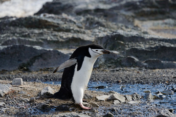 Chinstrap penguin with twig in beak