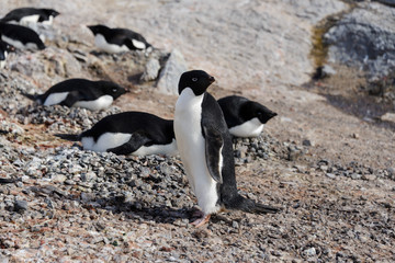 Adelie penguins on beach