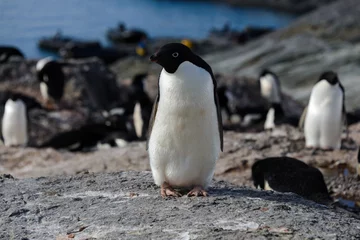 Foto op Plexiglas Adelie penguin on rock © Alexey Seafarer