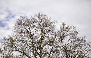 Fototapeta na wymiar Branches of autumnal tree