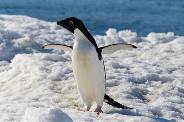 Adelie penguin on snow