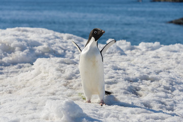 Adelie penguin on snow