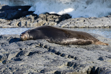 Leopard seal on rock