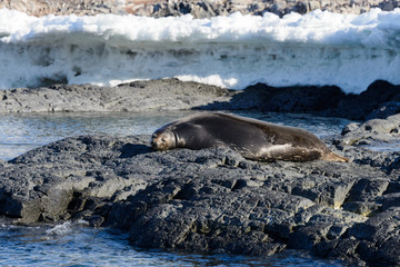 Naklejka premium Leopard seal on rock
