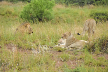 lions resting after kill