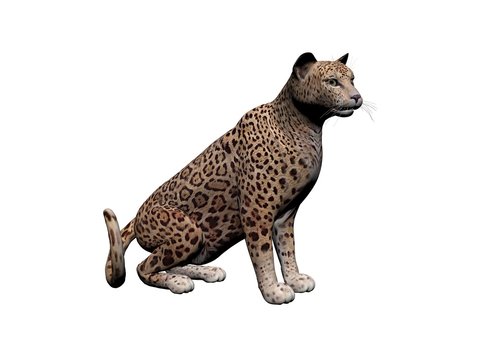 Jaguar animal front view, isolated on white, shadow - 3d rendering