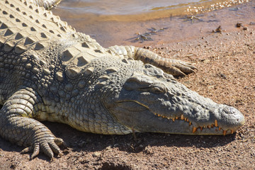 crocodile resting on the banks of a dam