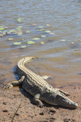 crocodile resting on the banks of a dam