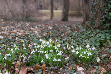 white snowdrop flowers in spring