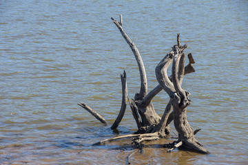 dead wood in water