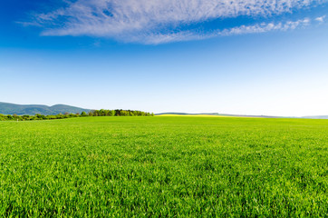green field and blue sky