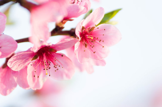 peach blossom flowers