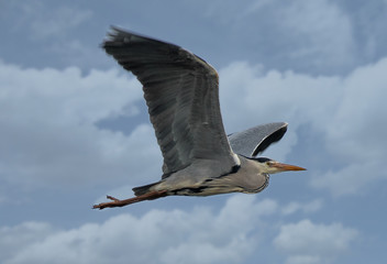 FISCHREIHER IM FLUG